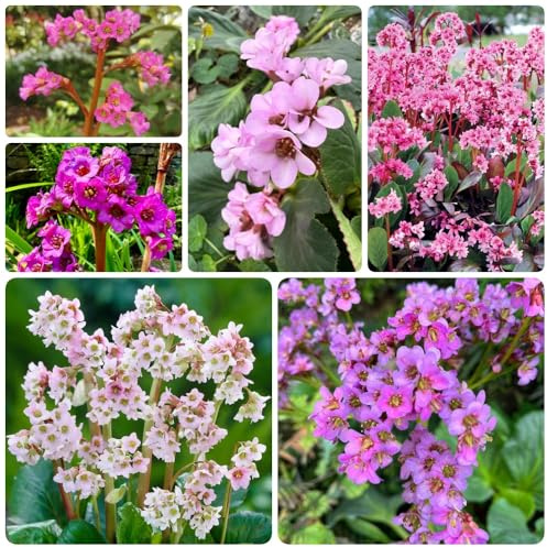 Semi di Bergenia, decorazione del soggiorno Bergenia cordifolia, semi biologici Le perenni sono copertura del terreno 250pcs