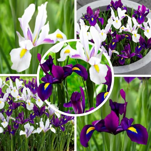 FLORIUM - Holländische Iris zwiebeln Blütenbrise Kollektion (50 Zwiebeln), Winterhart Schwertlilien Mischung aus Holland, Mehrjährig und Farbenreich Blumenzwiebeln für Garten, Topf (5 Sorten/Farben)