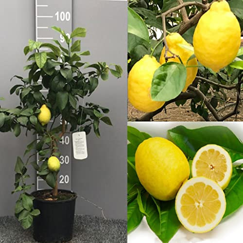 SAVINI VIVAI citronnier, agrume Citron Sfusato Amalfi en pot de 20 cm hauteur 70 cm 2-3 ans de greffage, fabriqué en Italie