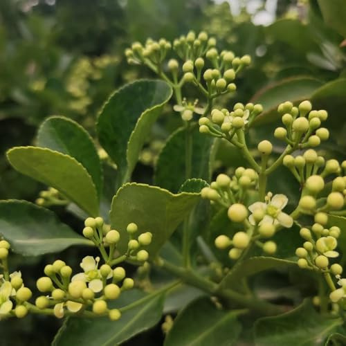 semi di agrifoglio, Le sempreverdi sono resistenti Ilex chinensis, resistenti per il giardino semi di d'appartamento 50pcs