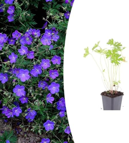 Geranium 'Johnson's Blue' | 48 stycken - 10-25cm - Ø9cm - Trädgårdsväxt