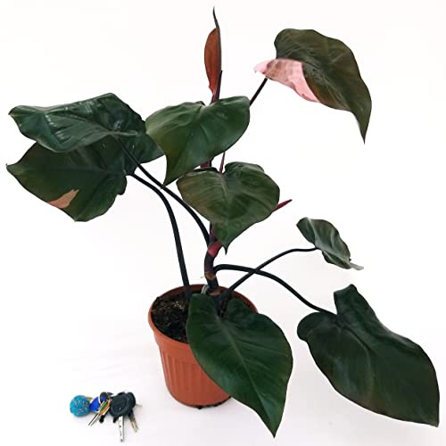 POWERS TO FLOWERS - PHILODENDRON, PHYLODENDRON, MONSTERA PINK PRINCESS XXL, pianta vera