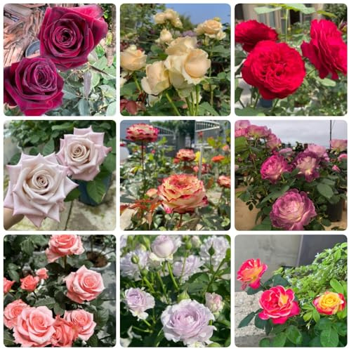 semillas de rosal, Decoración de jardín para exteriores Semillas de rosa chinensis, arbustos en resistentes de semillas de para invitados 450pcs