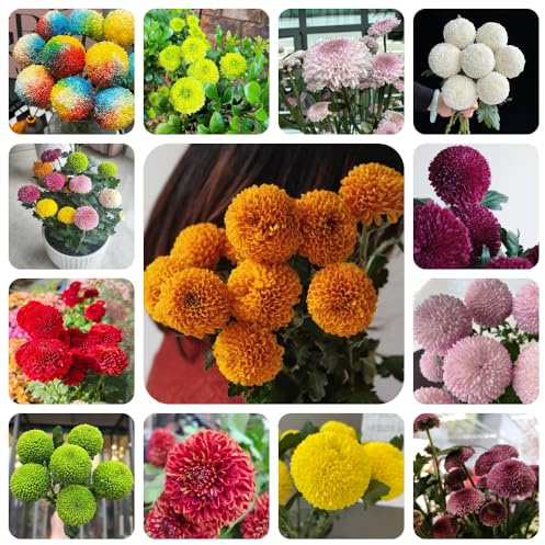 Semi di pompon mamma per giardinieri organico semi di selvatici da balcone d'appartamento esotico estivi crisantemo, resistenti per giardini rocciosi 500pcs