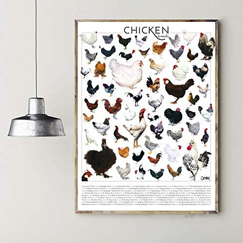 Bilder,Poster Kunstdrucke,Home Decor Wandkunstwerk Hühnerrassen Leinwand Malerei Druck Tier Poster Modular Nordic Picture Cuadros Für Schlafzimmer,Gemälde - 30X40Cm