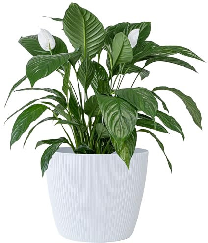 KONZEPT - Vaso da fiori grande, bianco, struttura scanalata, 30 cm, per piante da appartamento, in plastica, ideale per soggiorno, cucina e balcone