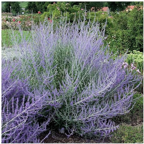Stauden Gänge 1 x Perovskia atriplicifolia 'Blue Spire' Blauraute | Blauer Bodendecker für Sonne, Blüte Juli bis Oktober, mehrjährig, 9x9 cm Topf