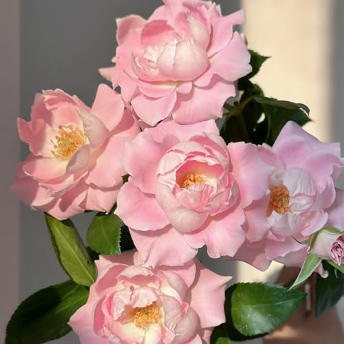 Hybride Rosen Winterharte (strauchrose) - Duftende Strauchrosen mit Doppelfärbung - Garten und Balkon-2Rhizome-A