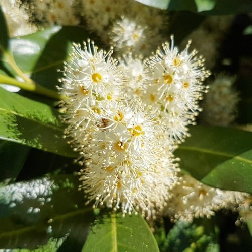 semillas de laurel cereza - raras interior decorativas jardín resistentes 100pcs