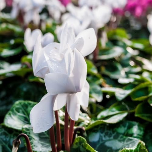ciclamino - autunno resistente semi perenni giardino riverdimento tetti selvatici giardino balcone semi 85pcs