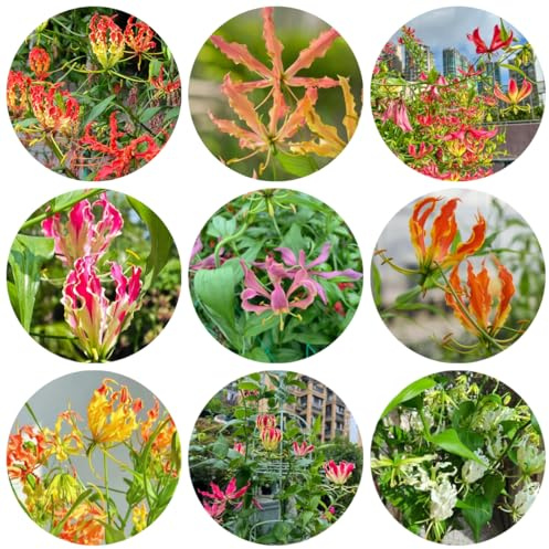 6bulbi gigli di fiamma - giardino, forniture per il giardino giglio di fiamma decorazione del soggiorno, primaverili, viticci decorativi