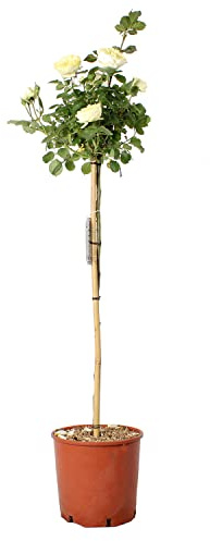 KENTIS - Pianta di Rosa ad Alberello Memoire ® Kordes - Pianta di Rose Vere da Giardino - Piante Fiorite da Esterno - Vaso da Coltura 12 LT