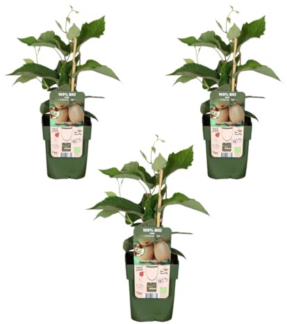 My Green Help – Set 3× Kiwi autofiorente (Actinidia deliciosa 'Jenny') – Vaso Ø13 cm, H20-25 cm – Pianta da frutto vigorosa rampicante, raccolta autunnale.