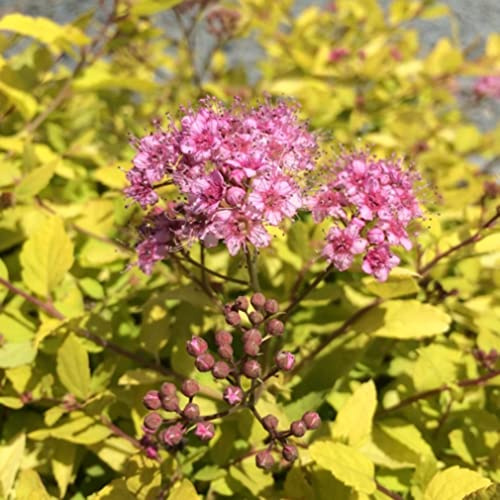 Vivai le Georgiche - Pianta vera di Spiraea x bumalda Goldmound Spiraea 'Gold Mound' Spirea - vaso Ø 17 cm