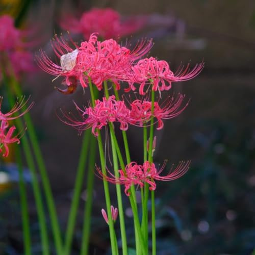 bulbos de lirio araña de interior jardín bulbos Las perennes son perennes resistentes balcón 5pcs