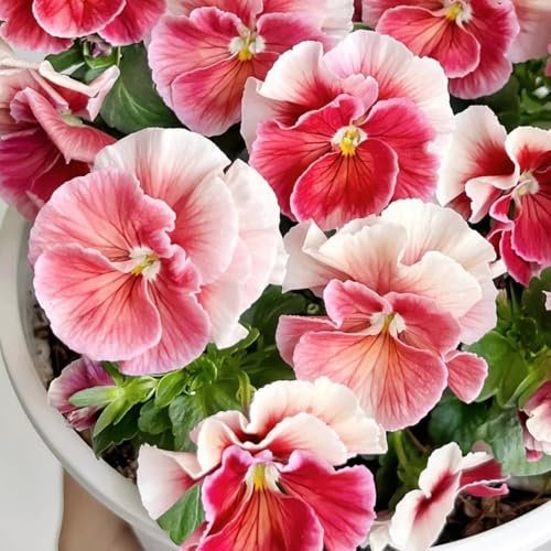 semillas de pensamiento resistentes - Decoración de balcón, jardín perennes variedades antiguas 100pcs