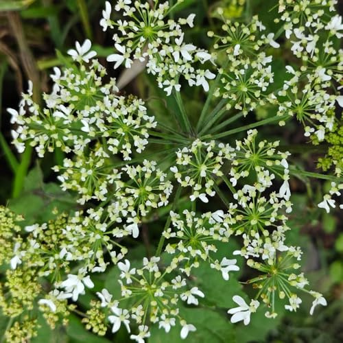 liebstöckelsamen - indoor kräutergarten seltene gartenkräuter pflanzensamen kräutersamen outdoor bodendecker bio heilkräuter deko garten kübelpflanzen exotische zimmerpflanzen 30pcs