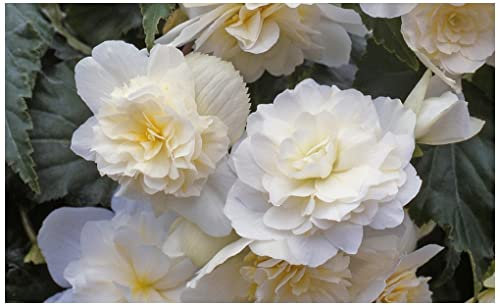 PREMIER SEEDS DIRECT - Begonia Tuberous - Illumination - White F1 (120 Pellets)