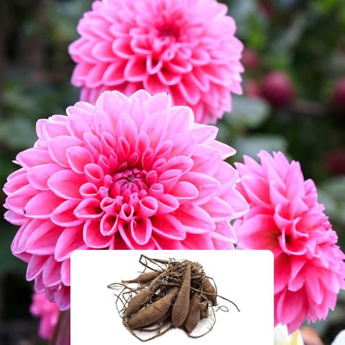 1 Dahlia Ball Sandra – Vibrant Pink Pom-Pom Blooms – Summer Flowering Perennial Bulb – Perfect for Cut Flowers – Thrives in UK Climate – Ideal for Your Gorgeous Garden
