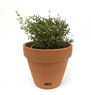 Tomillo Planta Natural para Cocinar en Interior y Exterior Hierba Aromática para Huerto Urbano y Jardín Maceta Ø 10 Altura 20 cm