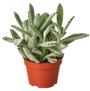 Planta Natural Kalanchoe Peludo Kalanchoe Familia Tomentosa