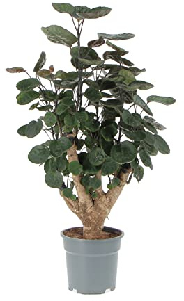 Kentis - Polyscias Scutellaria 'Fabian' - Piante Vere da Interno - Pianta Tropicale da Appartamento Facile Cura - H 50-60 cm Vaso Ø 17 cm