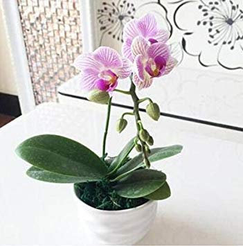 SEMI -esotico fiore di orchidea Cattleya Semi Mehrfarbige Orchidee Monoflord Mini Garden Pianta Facile da Coltivare 200 Stück/Beutel 10