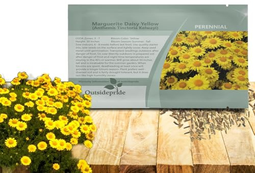 Outsidepride Yellow Marguerite Daisy Seeds - 5000 Pcs. Perennial Drought-Tolerant & Pollinator-Friendly, Flower Seeds for Planting Vibrant Blooms for Gardens, Borders & Cut Flowers