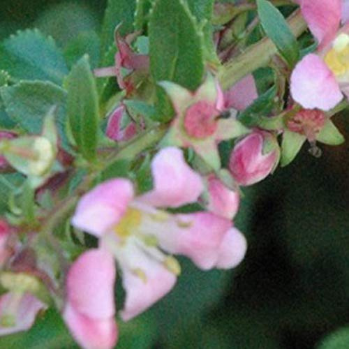 Escallonia 'Dart's Rosyred' 40-50 cm en conteneur