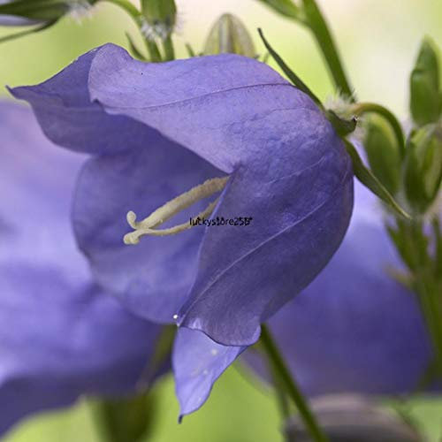 Portal Cool Bleu Clair: 20 Pcs Multicolore Embellissement Jardins Subtropics Campanula Lkr8