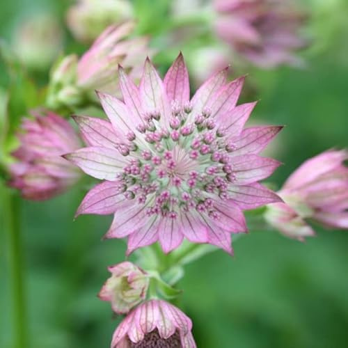 6x Große Sterndolde - Astrantia major - Topf 9x9cm - Insektenfreundliche Gartenstaude
