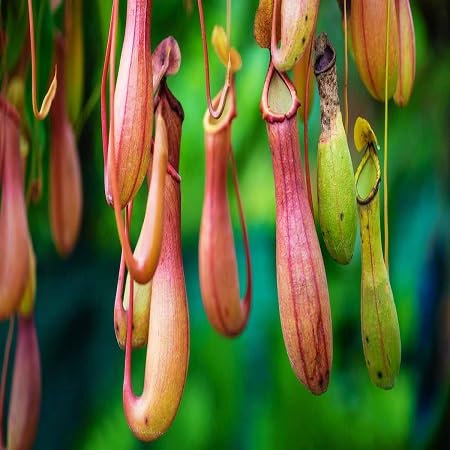 100 graines de plantes Nepenthes.