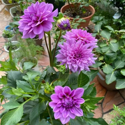 dalia semi esotici tagliati scalatrici perenni resistenti riverdimento tetti bonsái semi scalatrice 60pcs