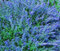 Nuovi semi di fiore blu menta fresca 30 pezzi