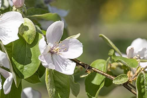 Birnenquitte Cydonia oblonga Portugiesische 150-200 cm winterhart | Aromatische Früchte, robust, sonniger Standort, ideal für Garten und Streuobstwiese, gelbe Blüten, essbare Ernte