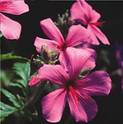Just Seed - Flower - Geranium palmatum - 20 Seeds