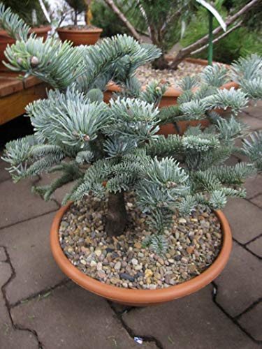 Abies procera Glauca - Blau-Tanne - Silbertanne 30-40