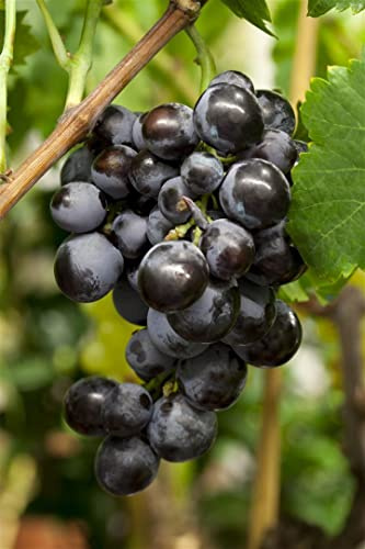 Weinrebe Vitis vinifera Erdbeertraube 80-100 cm winterhart Kletterpflanze | Suess-fruchtige Ernte, ideal fuer Pergola und Rankhilfe, robust und pflegeleicht, sonniger Standort, mehrjaehriger Ertrag