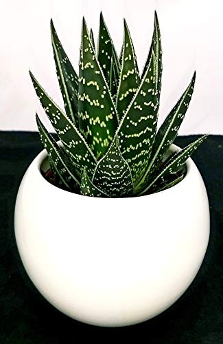 POWERS TO FLOWERS - ALOE TIKI THAI IN VASO CERAMICA BIANCO STONDATO, pianta vera