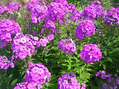 KVITER 10 Purple Tall Phlox Seeds (Phlox Paniculata) – Tall Garden Phlox Seeds Perennial, Native Flower Seeds for Planting (USA) – Ideal Outdoor Garden Seeds for Beds, Pots & Borders