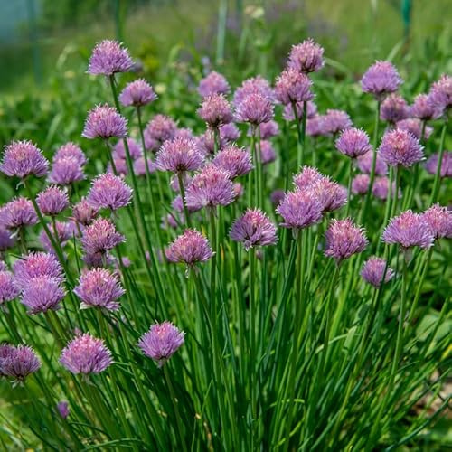 Set 10 Chives Live Plants 2-5 Inches, Hardy Chives Vegetable Plants, Heirloom Leeks Plants Ready to Grow Outdoor