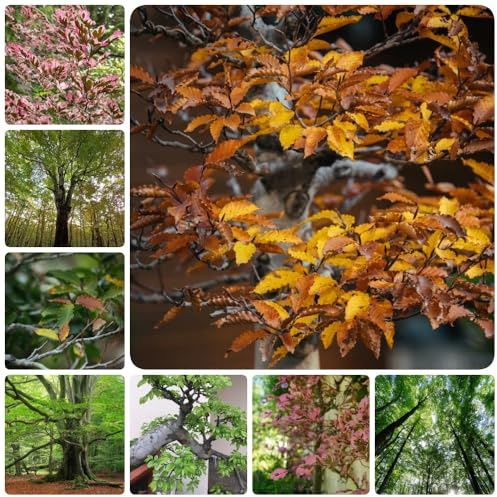 Semi di faggio europeo, comprare Fagus sylvatica, rustiche per balconi resistenti all'esterno Le da giardino sono 30pcs