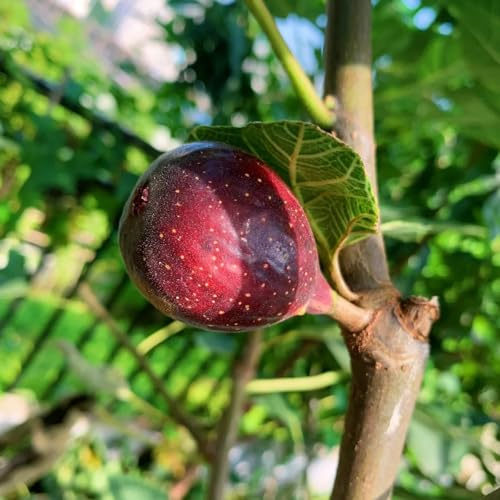 feigenbaum - topfpflanzen draußen winterhart säulenobst indoor garten obstsamen säulenobstbäume zimmerpflanze pflanzendeko obstbäume steingartenpflanzen winterhart balkonpflanzen 300samen