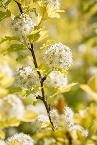 Physocarpus opulifolius 'Dart's Gold' 40–60 cm – Winterhart, Mehrjährig, Pflegeleicht – Gold-Blasenspiere – Heckenpflanze für Garten & Sichtschutz