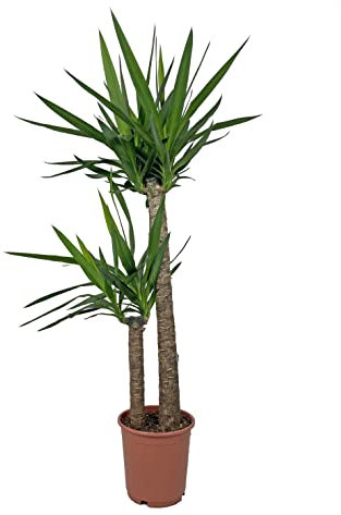 KENTIS - Yucca - Tronchetto della Felicità - Piante Vere Grasse Succulente da Appartamento - Pianta Ornamentale da Interni - H 135-145 cm Vaso Ø 24 cm