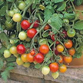 Tomato 'Tumbler' 20 Seeds - Best Variety for Hanging Baskets