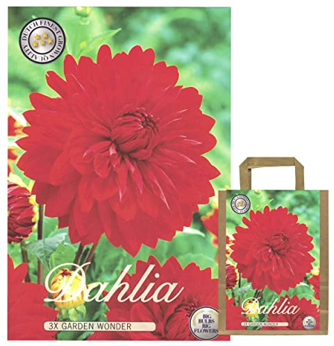 Sommerblumen Dahlien Knollen Blumenzwiebeln Mix Dahlia Bunte Auswahl im Mix für Sommer Blume Knolle Blumezwiebel Set Bunte Blüten mehrjährig (3 x Dahlien Garden Wonder)