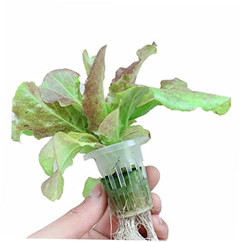 Toyvian 50pcs Slotted Mesh Hydroponic Net Pots White Plant Baskets for Soilless Culture for Vegetables Aquaponics and Orchids Durable UV Resistant with Efficient Drainage