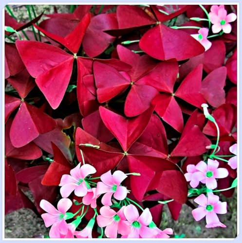 Winterhart zwiebeln, Winterhart pflanzen, Mehrjährige Blumenzwiebel ist winterhart, Blumenzwiebel Mix, Mysteriöse magische Glühbirne-4 Oxalis Triangularis Blumenzwiebeln