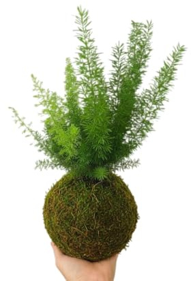 DECOALIVE Kokedama Artesanal Espárrago Helecho Planta Viva de Interior